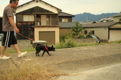 チロルがお散歩中