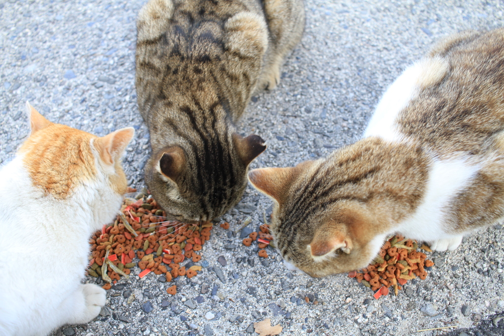 あったかい＠2018-03-04