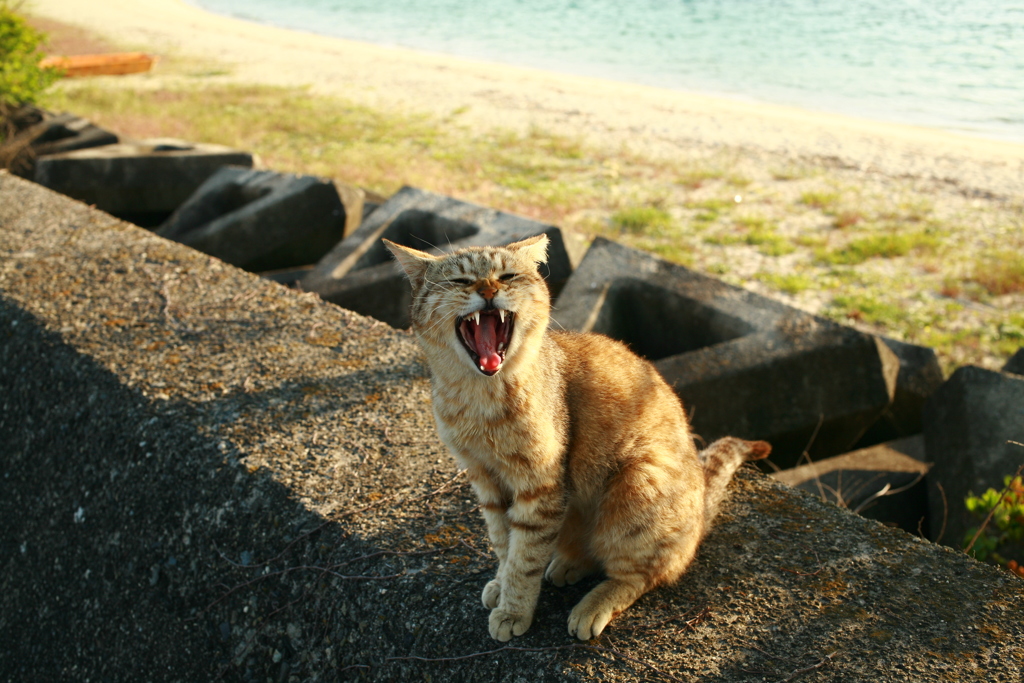 お前を蝋人形にしてやろうか