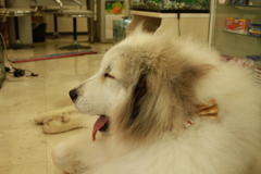 お昼過ぎもお店番してるココ様