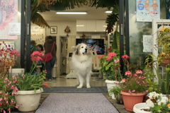 お昼もお店番してるココ様