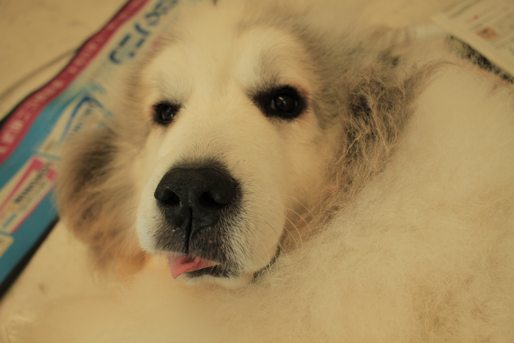 お昼もお店番してるココさん