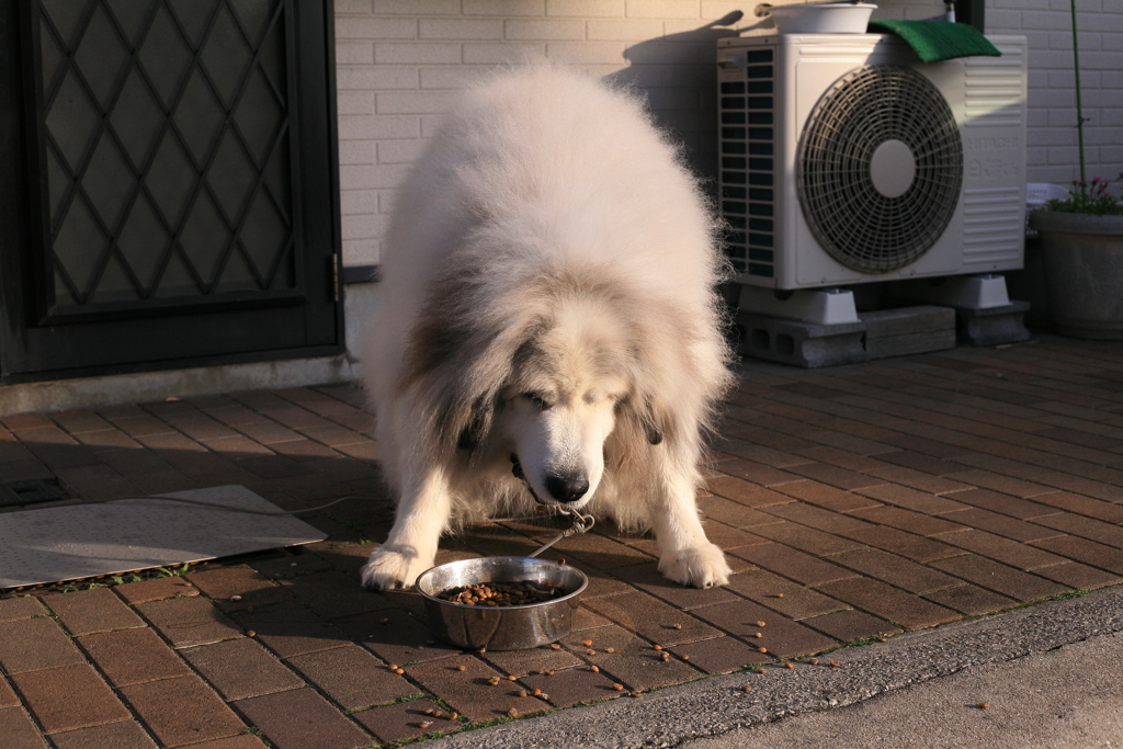 ココさん＠2019-02-08