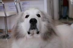 月曜朝のココさん