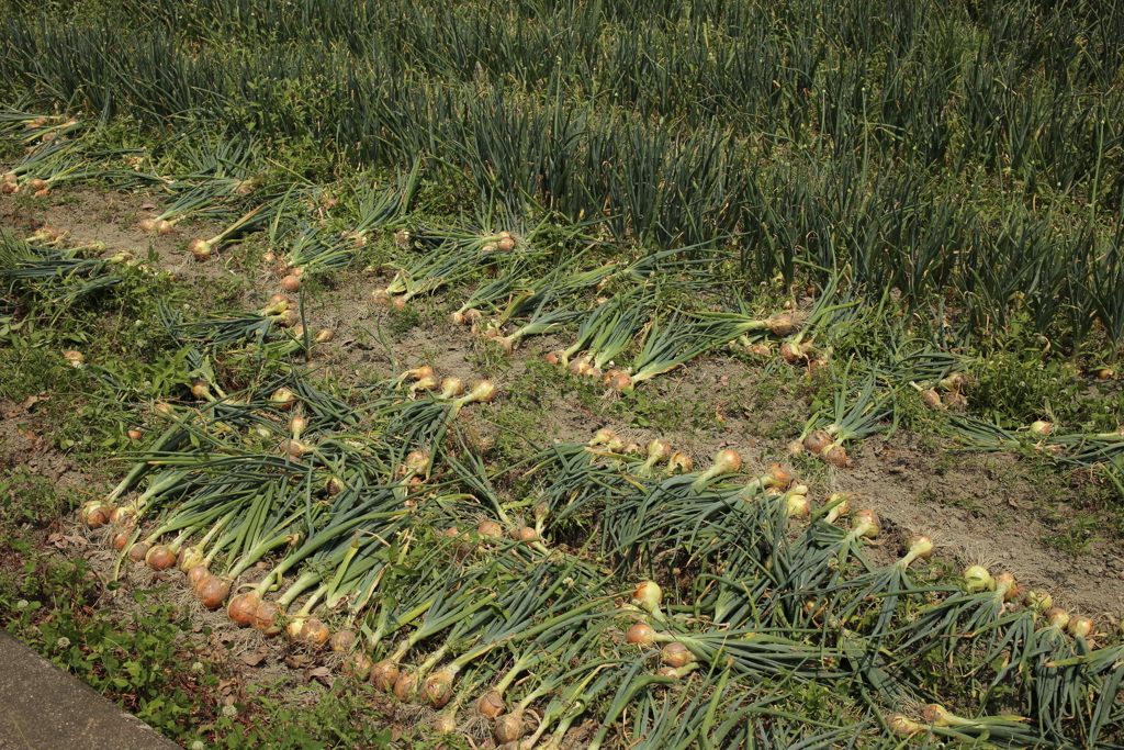 玉ねぎ時期なのか