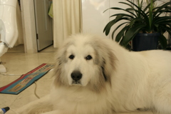 ゲロッピしちゃうのでキャベジン飲んで絶食のココさん