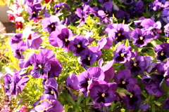 ココさん所の花