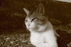 吾輩はトムである