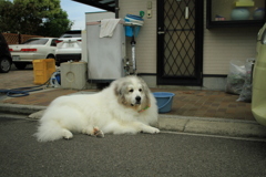 今日もココ様は元気