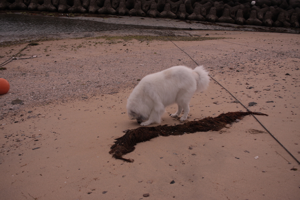 ココちゃんを散歩に連れ出す