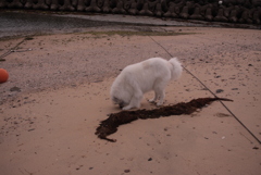 ココちゃんを散歩に連れ出す