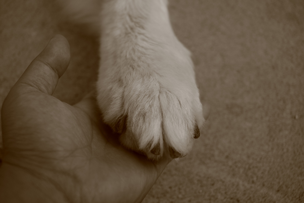 ココちゃんがお手をしてくれる