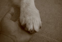 ココちゃんがお手をしてくれる