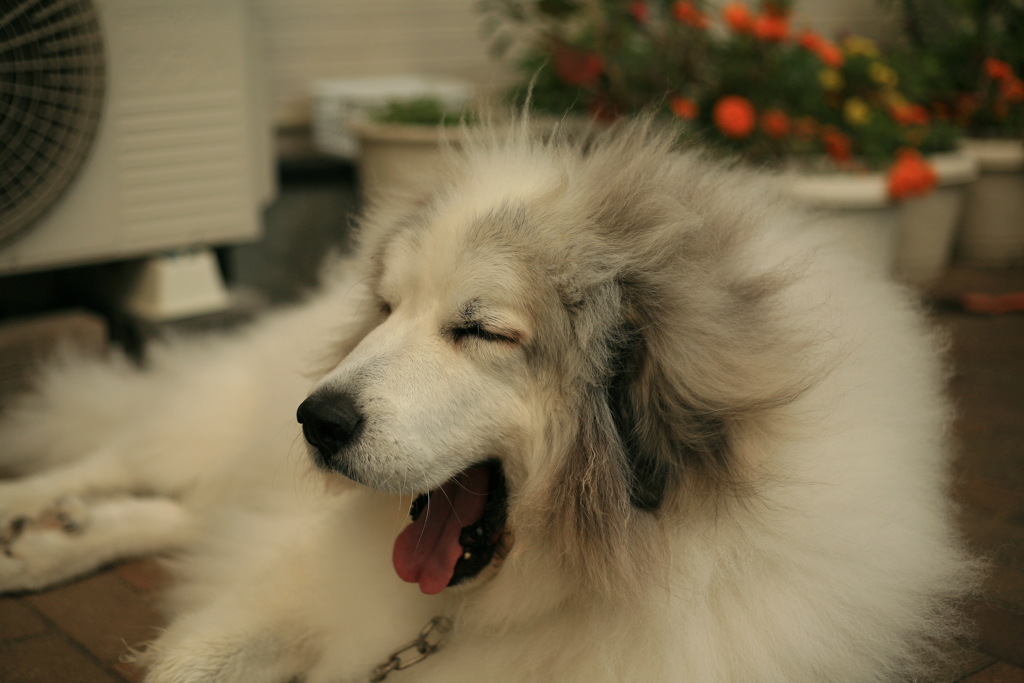 あくびしてるココさん