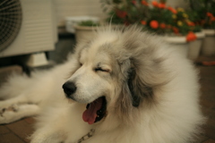 あくびしてるココさん