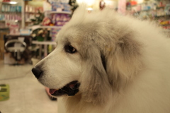 一週間ぶりくらいに出てきてくれたココちゃん