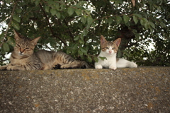 おかあちゃんと一緒