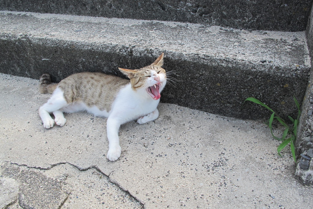 今日もトム君は元気です