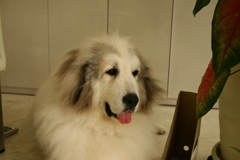 土曜もお店番のココ様