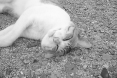 ＠2020‐07‐11　ホルガトイレンズにて