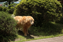 お宿番してるみゅうちゃん