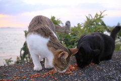 トム君とクロちゃん