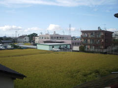 OptioS50 ちゃんと写るな