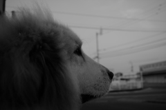 朝の静けさ＠2017-04-12