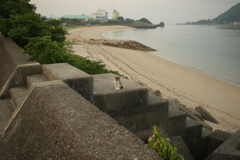 子猫が4匹ほど増えた