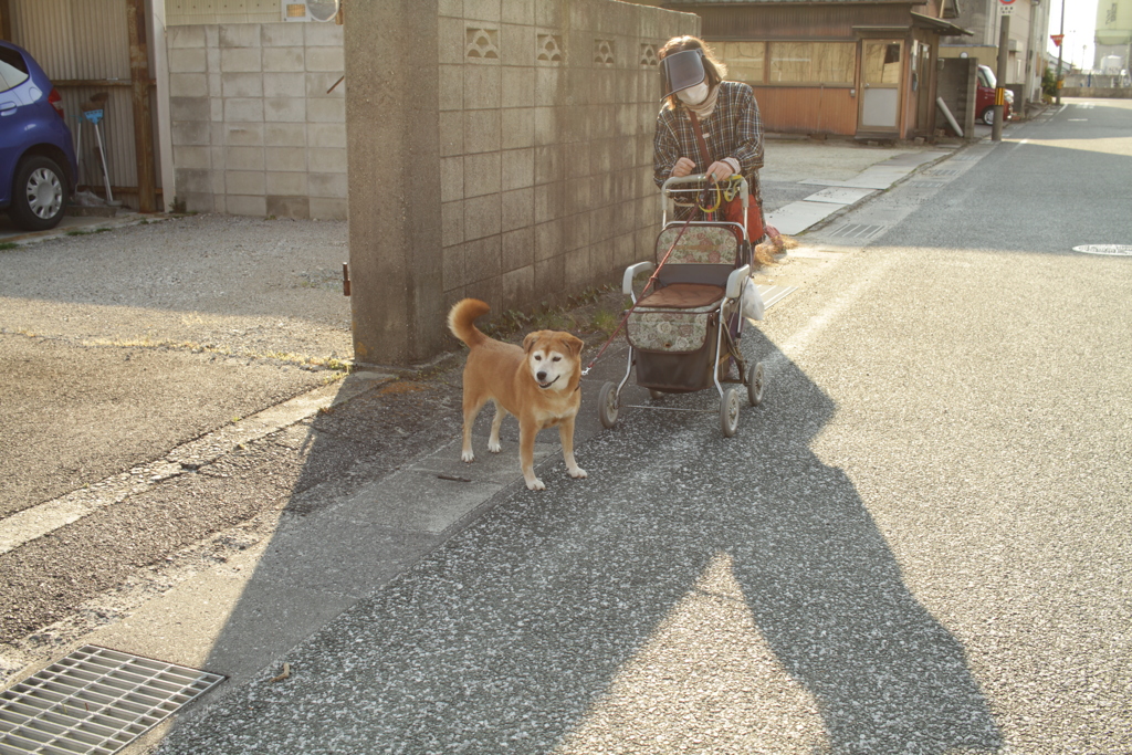 散歩中のモモちゃんとお母さん