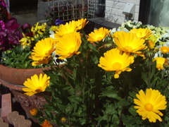 ココさん所の花