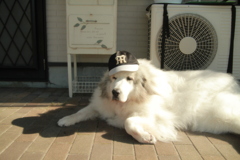 阪神タイガースなココ様