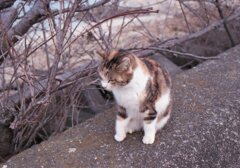 朝、Eos650(Film)にて