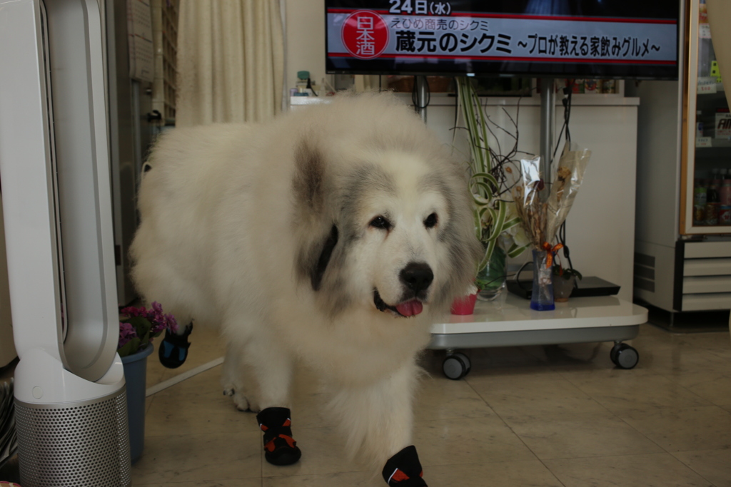 お店番してるココさん