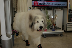 お店番してるココさん