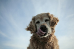 みゅうちゃんと浜にて