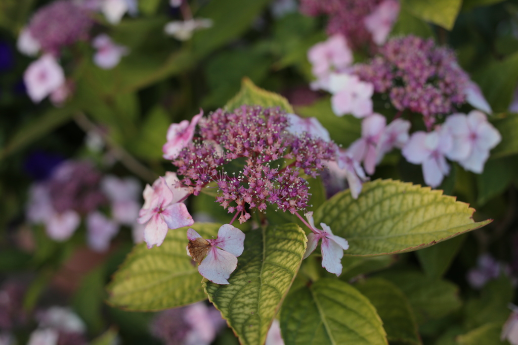 ココさん所の花