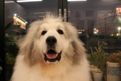 お店番してるココさん