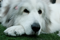 なんか用？的なココちゃん