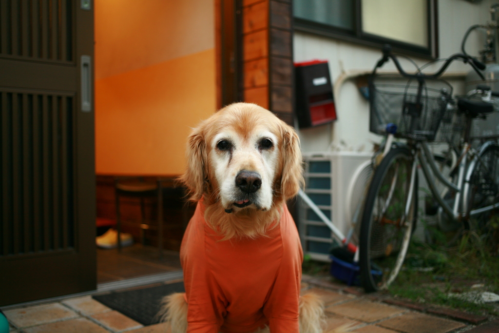 お宿番してるみゅうちゃん