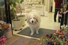 お店番してるココさん