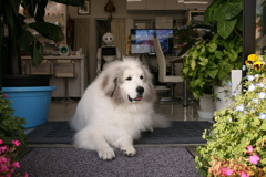 今日もお店番してるココさん