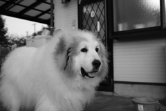 今日もデカワンコなココ様