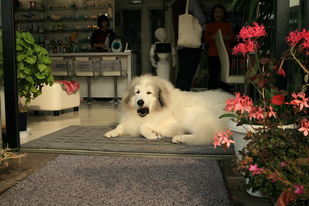 朝も元気なココ様