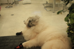 お見送りしてくれないココさん