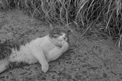 トム君は今日もスケベ