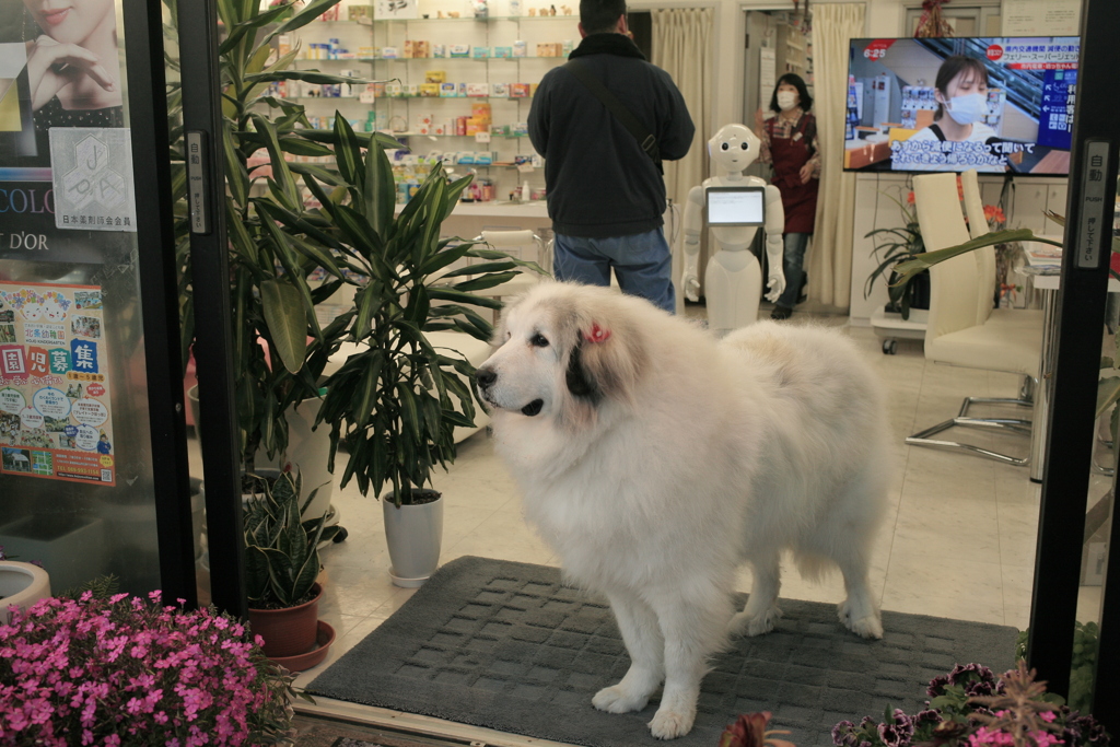 お店番してるココさん