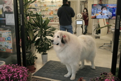 お店番してるココさん