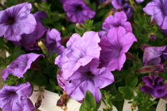 ココさんところの花