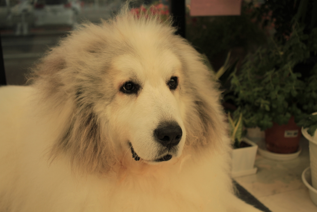 お店番してるココちゃん